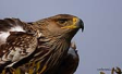  ah kartal / Aquila heliaca / Eastern imperial eagle 